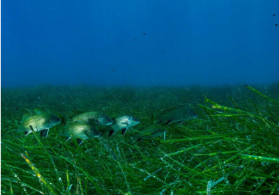 Морські водорості страждають від шуму, спричиненого людьми - вчені
