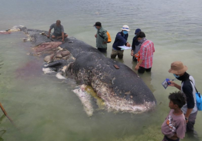 У шлунку мертвого кита знайшли майже шість кілограмів пластику
