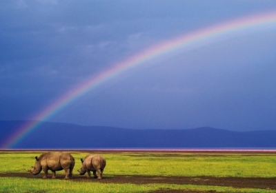 Дико справжня Африка: багато слонів і неймовірні пустельні марева