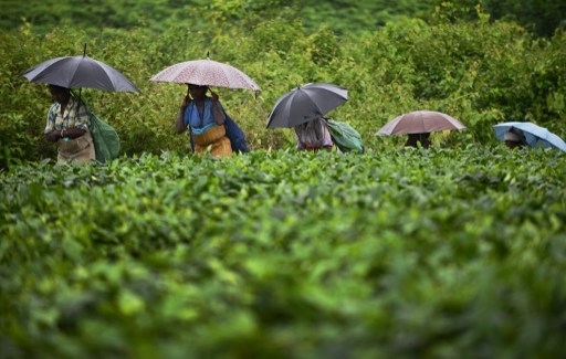 Чайное бюро Шри-Ланки выделит 50 миллинов на популяризацию цейлонского чая в Украине