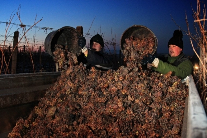 Минагрополитики: Отрасль виноградарства и виноделия нуждается в государственной поддержке