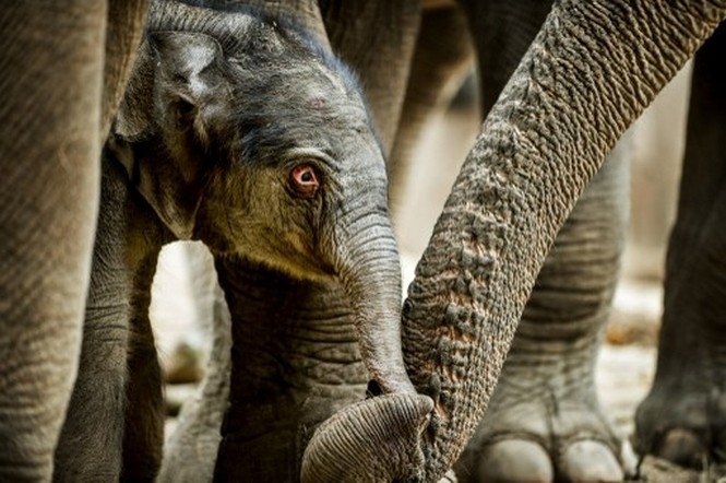 В Індії п'ятеро слонів померли під колесами поїзда