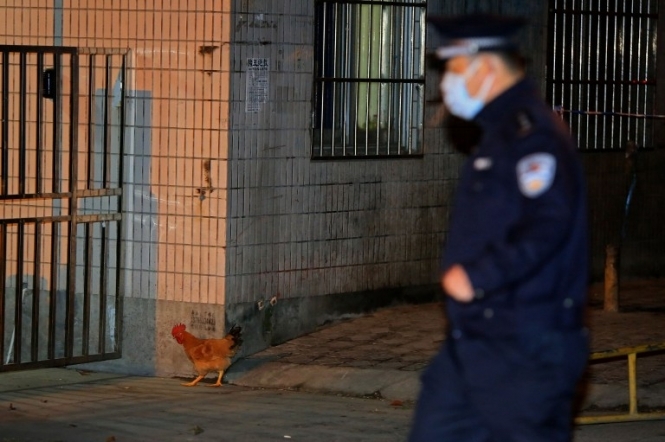 У Шанхаї у голубиному м'ясі знайшли вірус пташиного грипу