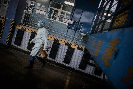В Китае зафиксирован первый случай заражения человека птичьим гриппом H7N4