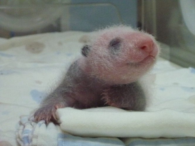 У світі з'явилася ще одна панда: перші фото малюка