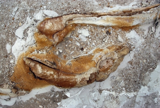 У пустелі Перу археологи знайшли кістки кита