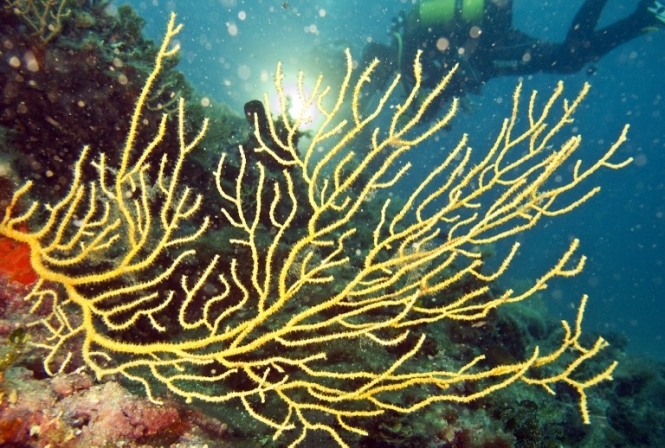 Кораллы в Большом Барьерном рифе потеряли цвет за теплой зимы