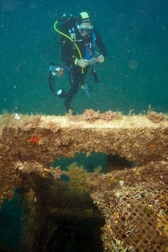 Штучний риф у Середземному морі став домівкою морських мешканців
