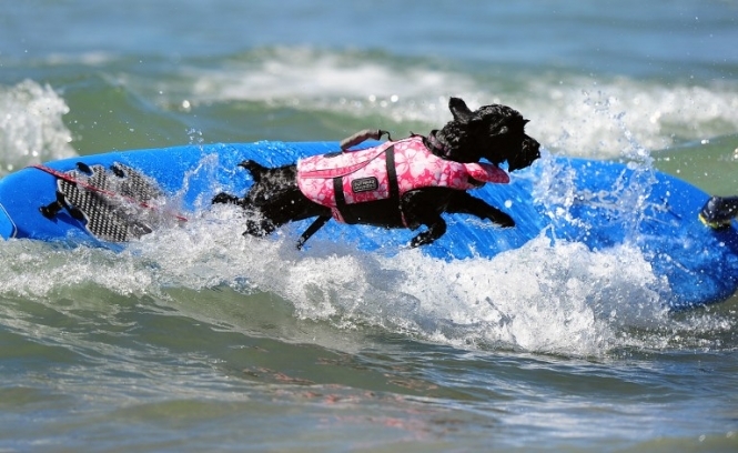 Собаки-серфінгісти: підкорювати океанські хвилі під силу не лише людям