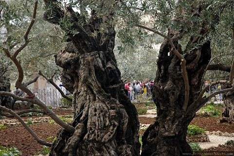 Чудеса Гетсиманського саду: оливковим деревам - 900 років (фото)