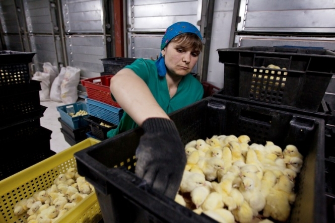 ООН накормит Донбасс цыплятами