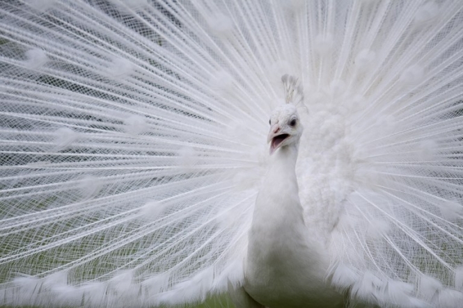 Тварини-альбіноси: життя у білому кольорі