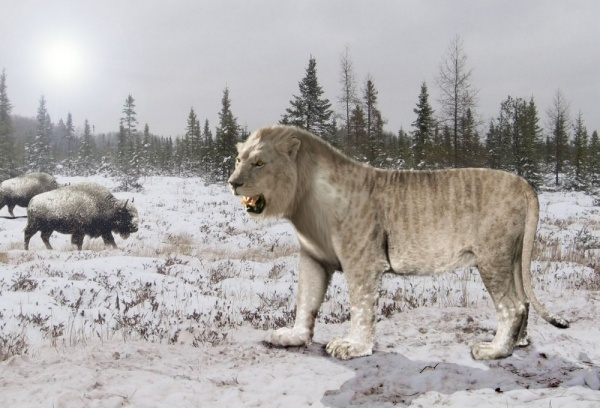 Якуты хотят клонировать двухметровых пещерных львов, живших 20 тысяч лет назад