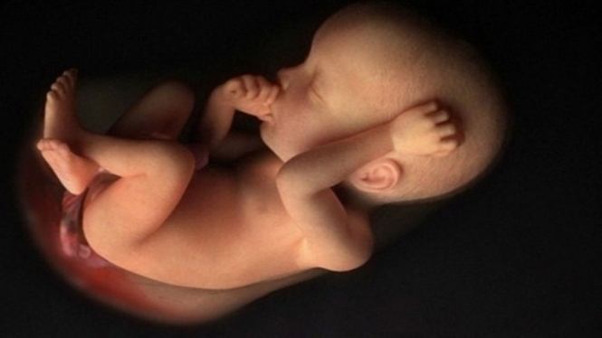 Вчені розшифрували геном ембріона