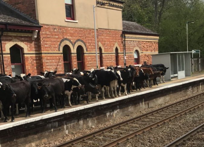У Великій Британії стадо корів паралізувало залізничний рух