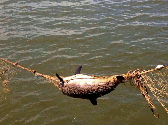 Через браконьерские сети в Дунае погибли семь дельфинов-азовок - ФОТО