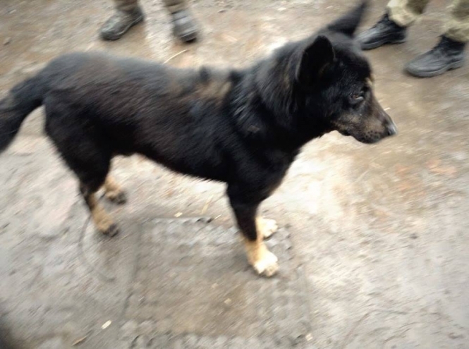 В Мариуполе мужчина спас собаку от пули, закрыв животное собой