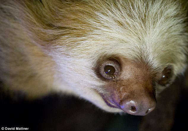 В Австралії помер найстаріший лінивець в світі