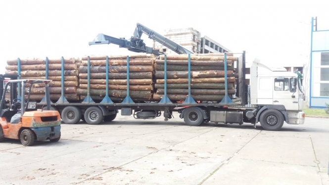 СБУ викрила незаконну схему експорту деревини
