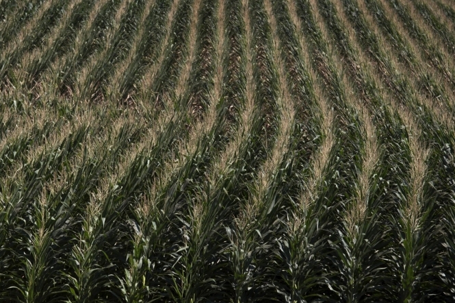 В США збільшили прогноз експорту української кукурудзи