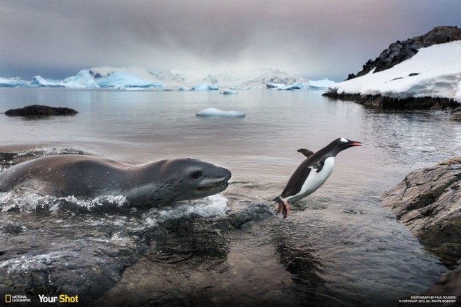 В Антарктиці створять найбільшу морську заповідну зону
