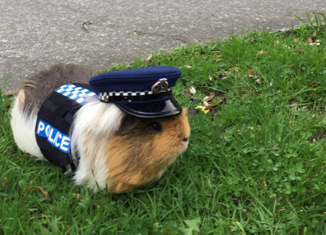 Морська свинка допомагає поліції Нової Зеландії боротися з перевищенням швидкості на дорогах