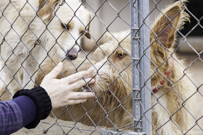 В зоомагазинах Калифорнии будут продавать только животных из приютов