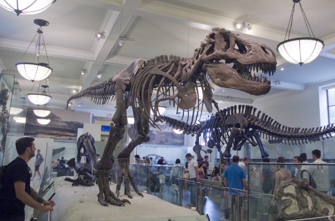 Мексиканці розкопали кістки динозавра віком у 70 мільйонів років