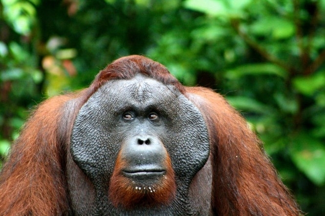 Более 100 тыс орангутангов стали жертвами добычи природных ресурсов, - исследование