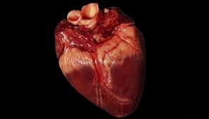 Ізраїльські вчені вперше надрукували на 3D-принтері людське серце