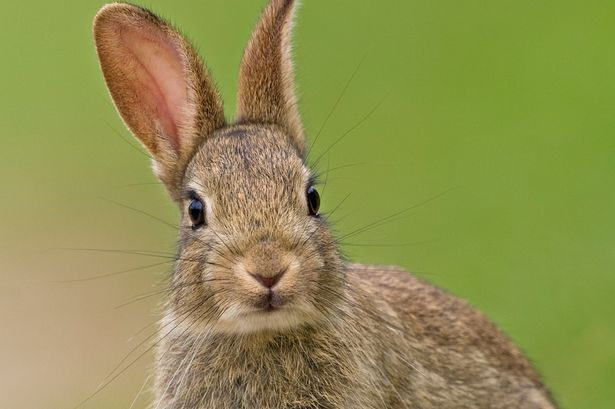 В Новой Зеландии будут бороться с нашествием кроликов с помощью вируса