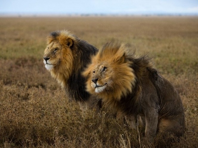 В ЮАР львы съели охотников на носорогов