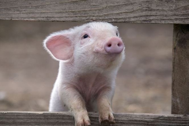 В Ізмаїлі через африканську чуму мають знищити всіх свиней
