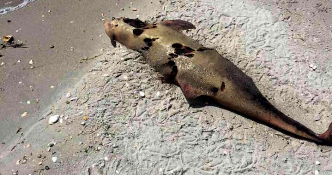 На побережье в Одесской области обнаружили мертвых дельфинов, - ФОТО