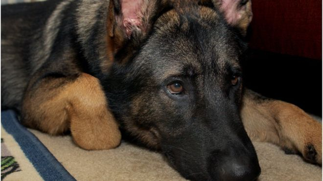 В Італії вбили відомого пса-рятувальника