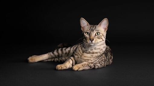 Як обрати ідеальне харчування для кота: поради ветеринарів і експертів