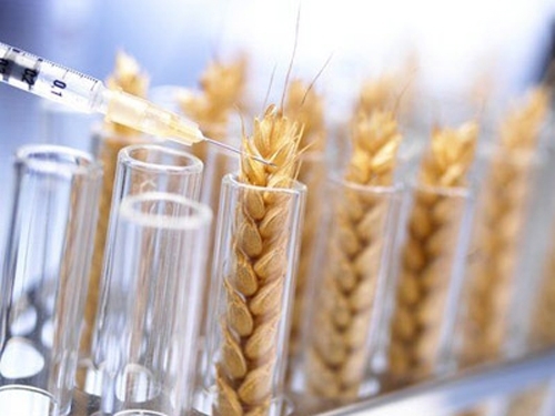 Аграрне міністерство перевірить на ГМО усе насіння