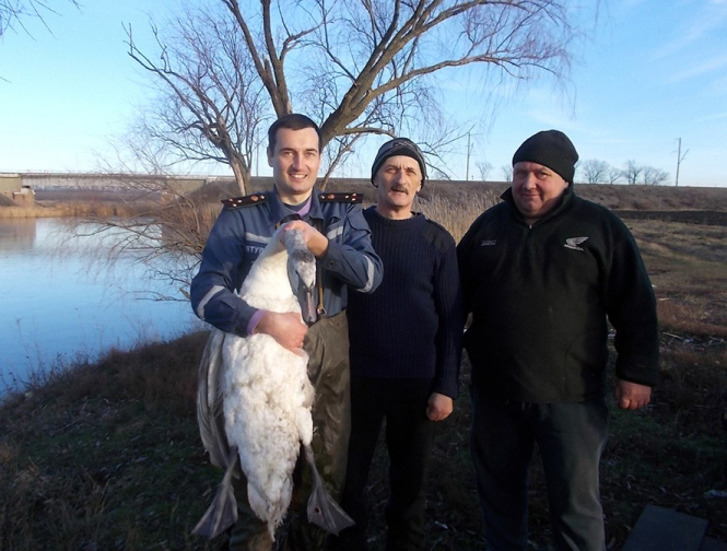 На Полтавщині лебедя врятували із річки, вкритої кригою 