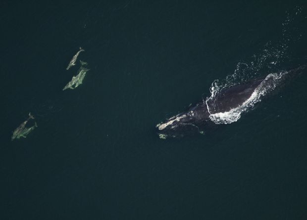 У побережья Канады нашли тела шести атлантических китов, находящихся на грани вымирания