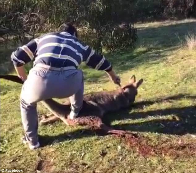В Австралии мужчину арестовали за ужасное убийство кенгуру