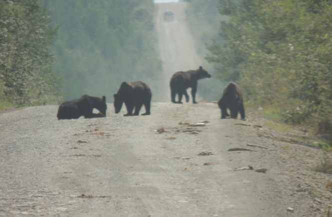У Росії зграя ведмедів з'їла тонну риби, яку на дорогу висипав п'яний водій