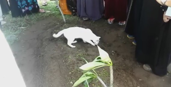 В Малайзии кот на похоронах хозяина попытался раскопать его могилу, - ВИДЕО