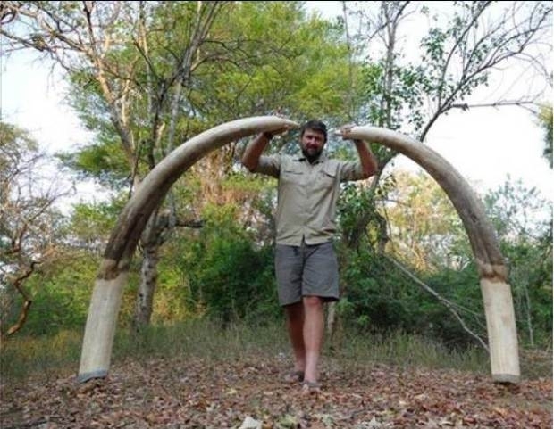 Богачу позволили убить самого большого слона Африки за 60 тысяч долларов