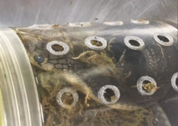 В нью-йоркском аэропорту таможенники обнаружили коробку с пятью кобрами