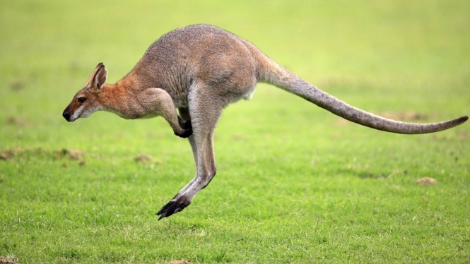 Австралієць планував підірвати поліцейських за допомогою кенгуру