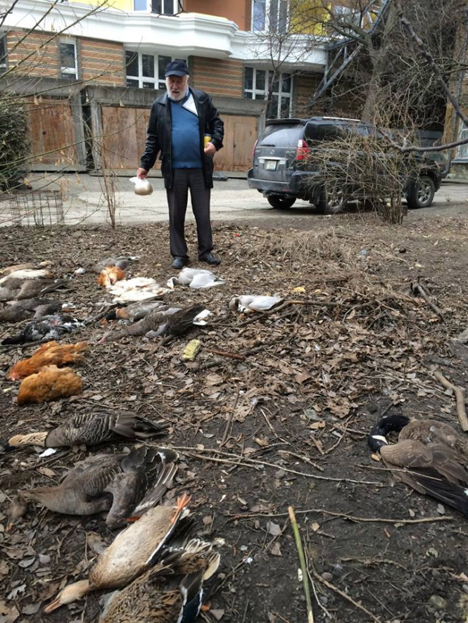 В Киеве отравили редкую стаю птиц