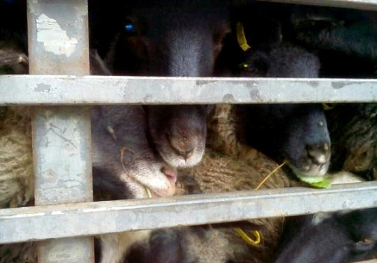 Після інциденту з вмираючими вівцями посилили вимоги до перевезення тварин