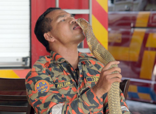 Малайзийский укротитель змей погиб от укуса кобры