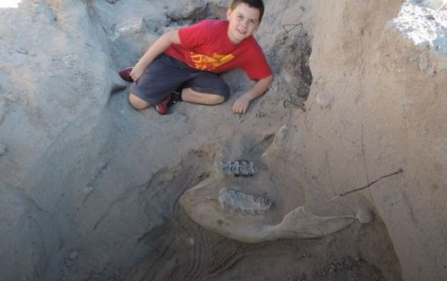 Десятилетний американец нашел череп животного старше 1 млн лет