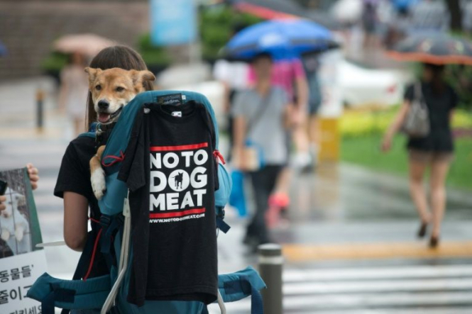В Южной Корее рестораны отказались изымать блюда из собак на время Олимпиады